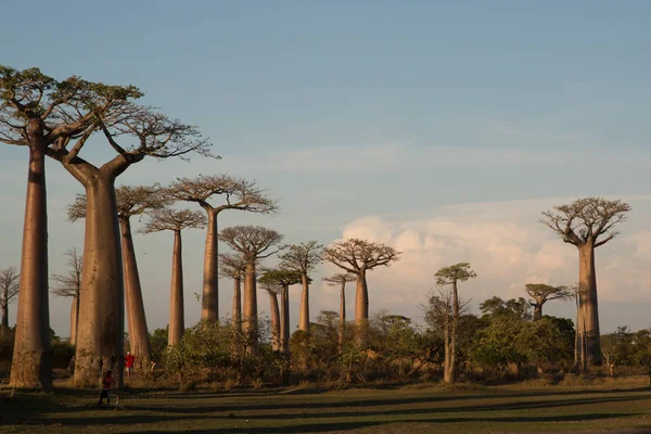 Baobab Ağaçları Gün Batımında Madagaskar Baobab Bulvarı Nda — Stok fotoğraf