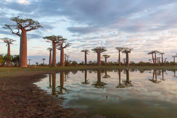 Прекрасні Баобаби Під Час Заходу Сонця Проспекті Баобабів Мадагаскарі — стокове фото