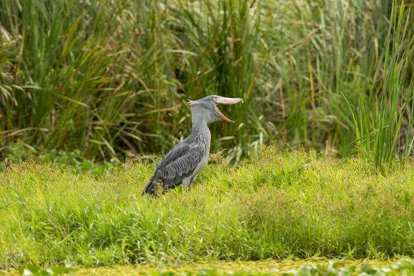 Shoebill Balaeniceps Rex Znany Również Jako Whalehead Jest Bardzo Duży — Zdjęcie stockowe