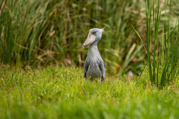 Shoebill Balaeniceps Rex Известный Whalehead Является Большой Аистообразной Птицей Название — стоковое фото