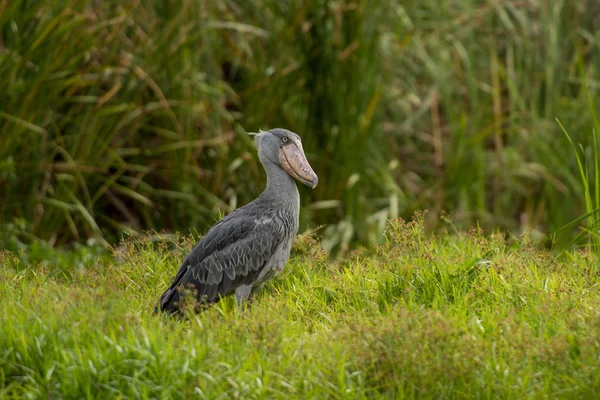 Shoebill Balaeniceps Rex Znany Również Jako Whalehead Jest Bardzo Duży — Zdjęcie stockowe