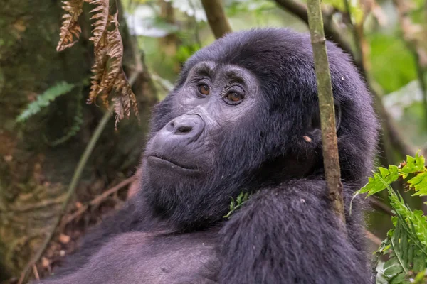 Gorilas Montaña Selva Tropical Uganda Parque Nacional Bosque Impenetrable Bwindi — Foto de Stock