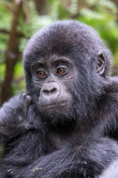 Gorilles Montagne Dans Forêt Tropicale Ouganda Parc National Forestier Impénétrable — Photo