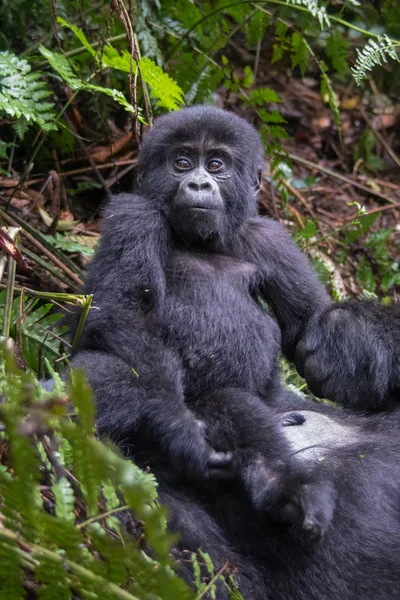 Gorilles Montagne Dans Forêt Tropicale Ouganda Parc National Forestier Impénétrable — Photo