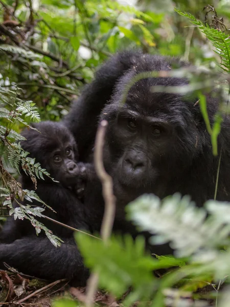 Gorilas Montaña Selva Tropical Uganda Parque Nacional Bosque Impenetrable Bwindi — Foto de Stock