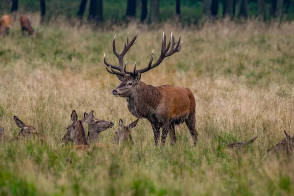 Bikák Gímszarvas Cervus Elaphus — Stock Fotó