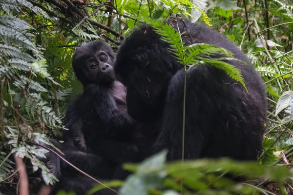 Gorila Gunung Hutan Hujan Uganda Taman Nasional Hutan Tak Tertembus — Stok Foto