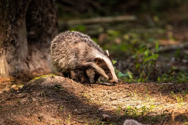 Jezevec Lese Zvíře Přírodě Německo Evropa Divoký Badger Meles Meles — Stock fotografie