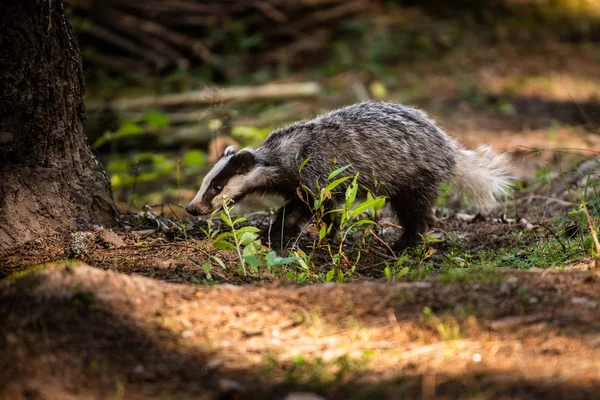 Badger in forest, animal in nature habitat, Germany, Europe. Wild Badger, Meles meles, animal in the wood. Mammal in environment, rainy day.