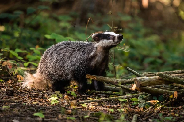 Tejón Bosque Animal Hábitat Natural Alemania Europa Tejón Salvaje Meles — Foto de Stock