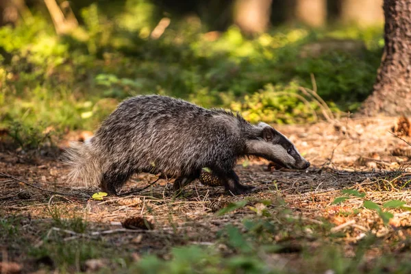 Blaireau Forêt Animal Dans Habitat Naturel Allemagne Europe Blaireau Sauvage — Photo