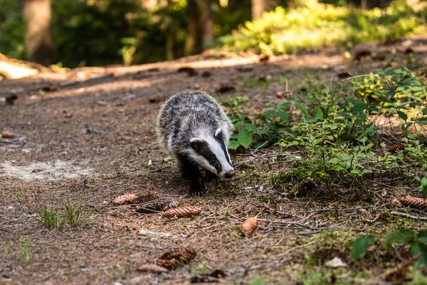 Badger in forest, animal in nature habitat, Germany, Europe. Wild Badger, Meles meles, animal in the wood. Mammal in environment, rainy day.