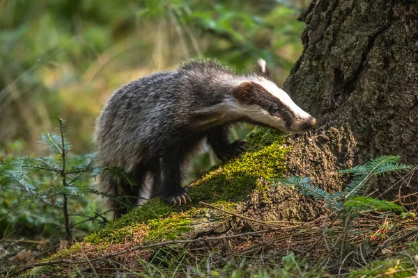 Jezevec Lese Zvíře Přírodě Německo Evropa Divoký Badger Meles Meles — Stock fotografie