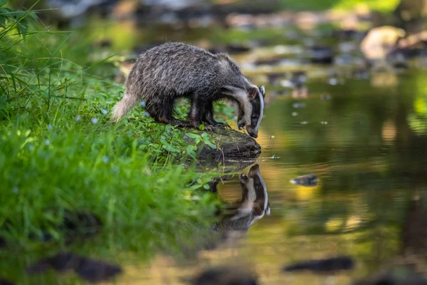 Badger Bos Dieren Natuur Habitat Duitsland Europa Wilde Badger Meles — Stockfoto