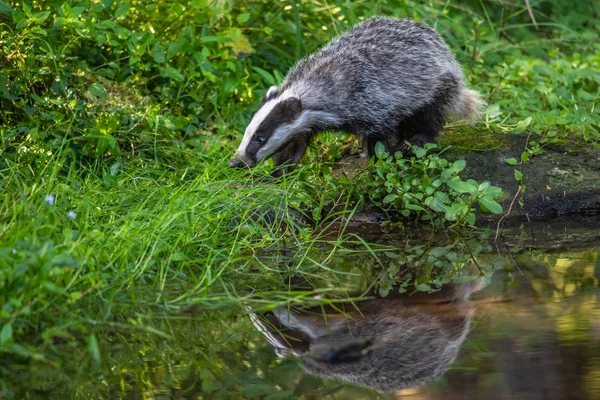 Badger Lesie Zwierzę Siedlisku Przyrodniczego Niemcy Europa Dziki Badger Meles — Zdjęcie stockowe