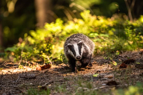 Badger in forest, animal in nature habitat, Germany, Europe. Wild Badger, Meles meles, animal in the wood. Mammal in environment, rainy day.