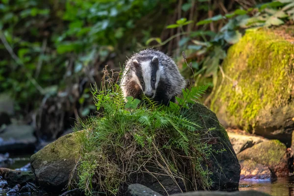 Badger in forest, animal in nature habitat, Germany, Europe. Wild Badger, Meles meles, animal in the wood. Mammal in environment, rainy day.