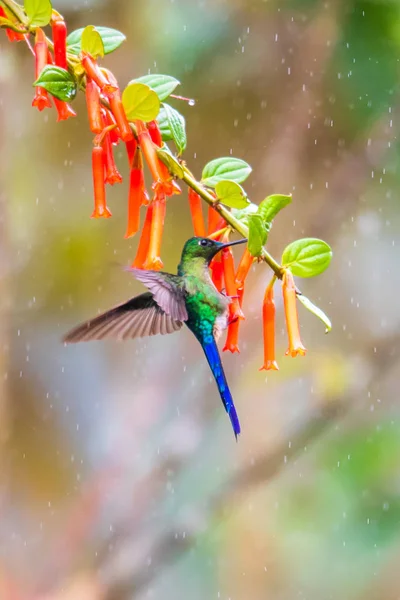 Sinekkuşu (Trochilidae) Uçan taşlar