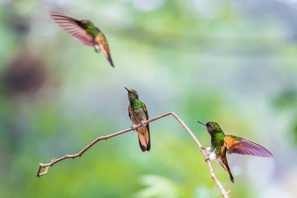 Colibrí Trochilidae Joyas Voladoras — Foto de Stock