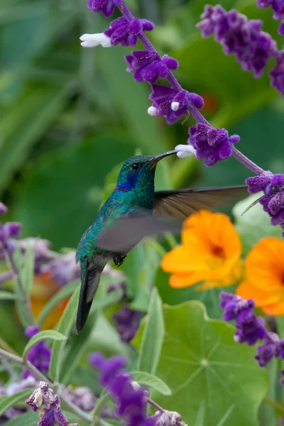 Kolibrie Trochilidae Vliegende Edelstenen — Stockfoto