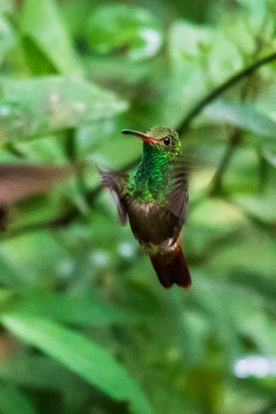 Colibrì Trochilidae Gemme Volanti — Foto Stock