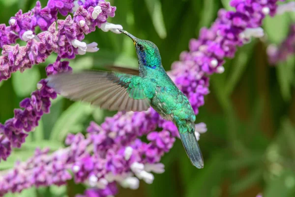 Colibri Trochilidés Pierres Précieuses Volantes — Photo