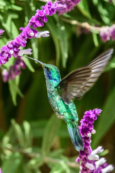 Colibrì Trochilidae Gemme Volanti — Foto Stock