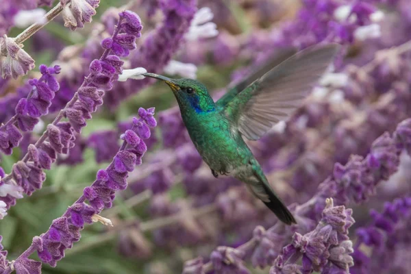 Colibri Trochilidae Gemas Voadoras — Fotografia de Stock