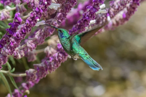 Colibri Trochilidae Gemas Voadoras — Fotografia de Stock