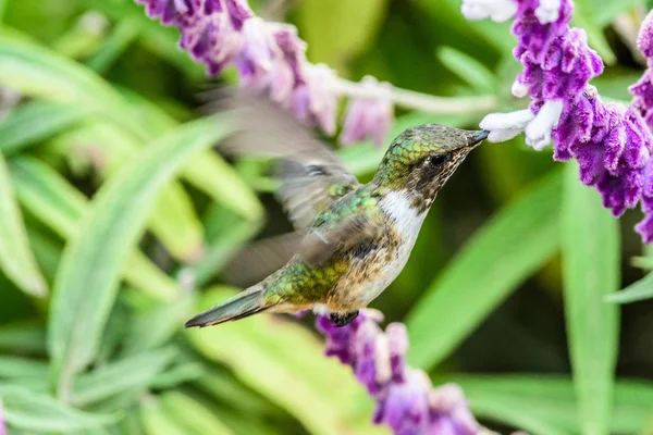 Sinekkuşu (Trochilidae) Uçan taşlar