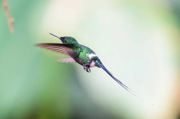 Kolibri Trochilidae Repülő Drágakövek — Stock Fotó