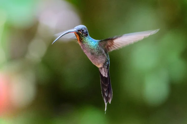 Kolibri Trochilidae Flygande Pärlor — Stockfoto