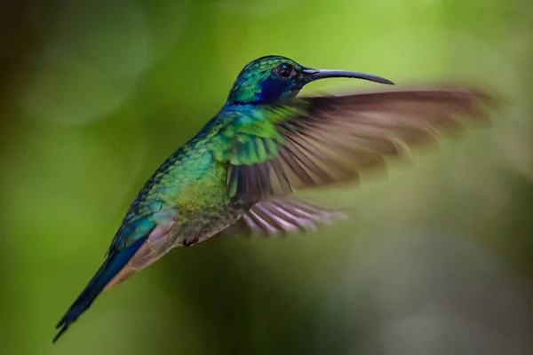 Kolibri Trochilidae Flygande Pärlor — Stockfoto