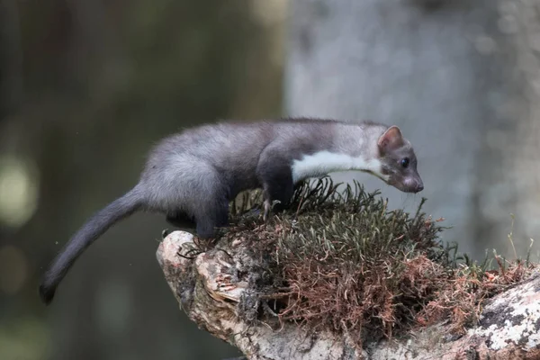 Stone Marten Martes Foina Clear Green Background Detail Portrait Forest — Stock Photo, Image