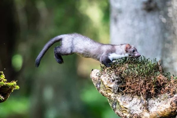 Stone Marten Martes Foina Clear Green Background Detail Portrait Forest — Stock Photo, Image