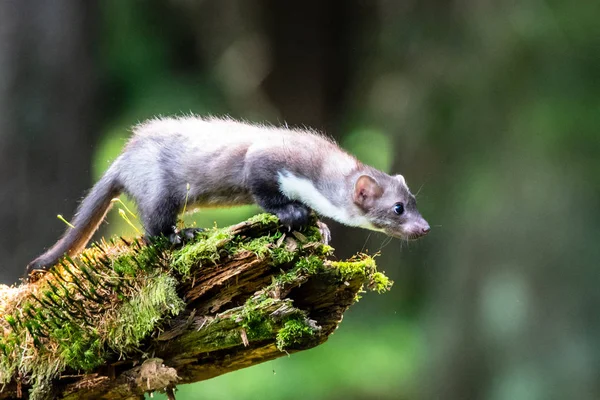 Nyest Martes Foina Világos Zöld Háttér Részleteket Portréja Erdei Állat — Stock Fotó