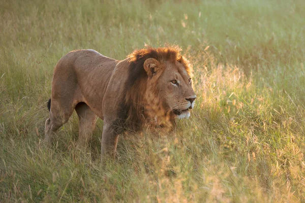 Mighty Lion Наблюдает Львицами Которые Готовы Охоте Масаи Мара Кения — стоковое фото