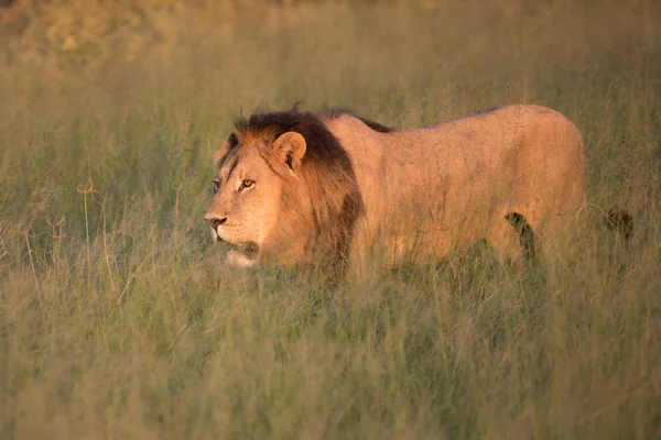 Hatalmas Oroszlán Néz Lionesses Aki Készen Áll Vadászat Masai Mara — Stock Fotó