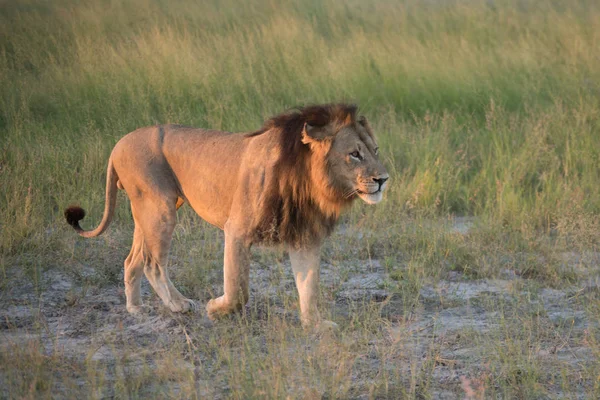 Potężny Lew Oglądania Lwice Którzy Gotowi Polowania Masai Mara Kenii — Zdjęcie stockowe