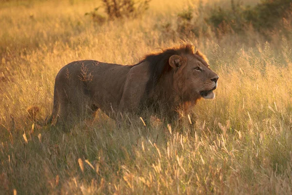 在肯尼亚的马赛马拉 一只准备狩猎的狮子们观看了这只雄狮 Panthera Leo — 图库照片