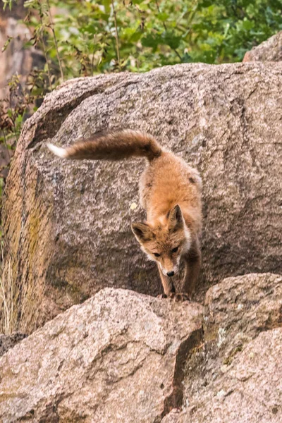 Red Fox Saltando Vulpes Vulpes Escena Vida Silvestre Europa Abrigo — Foto de Stock