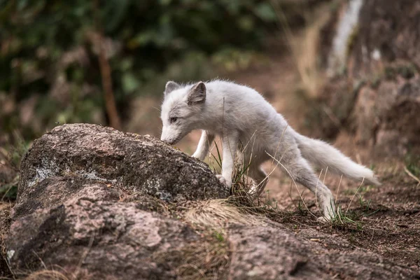 Hermoso Animal Salvaje Hierba Zorro Ártico Vulpes Laguna Lindo Retrato —  Fotos de Stock