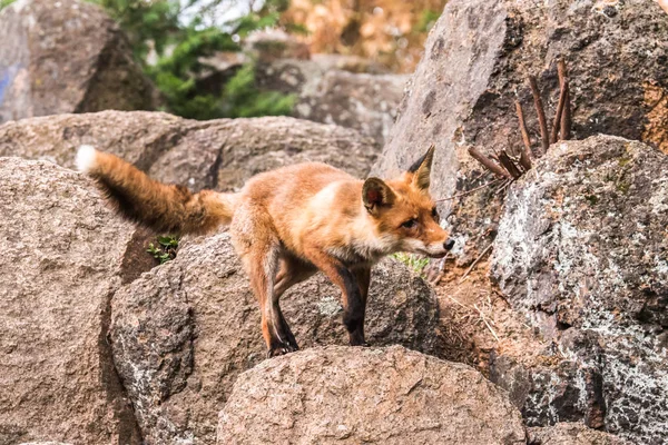 Red Fox jumping , Vulpes vulpes, wildlife scene from Europe. Orange fur coat animal in the nature habitat. Fox on the green forest meadow. Animal with long orange tail
