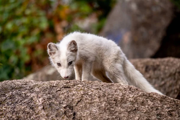 Schöne Wilde Tiere Gras Polarfuchs Geier Lagopus Niedliches Tierporträt Naturraum — Stockfoto