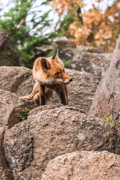 Red Fox Saltando Vulpes Vulpes Escena Vida Silvestre Europa Abrigo — Foto de Stock