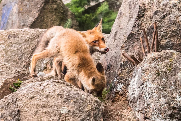 Salto Raposa Vermelha Vulpes Vulpes Cena Vida Selvagem Europa Casaco — Fotografia de Stock
