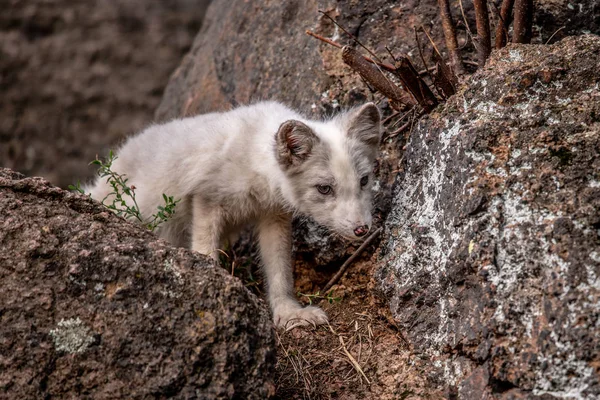 Vackra Vilda Djur Gräset Fjäll Räv Vulpes Lagopus Söta Djur — Stockfoto