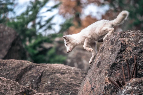 Hermoso Animal Salvaje Hierba Zorro Ártico Vulpes Laguna Lindo Retrato — Foto de Stock