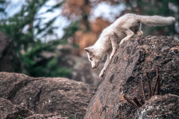 Belo Animal Selvagem Grama Arctic Fox Vulpes Lagopus Retrato Animal — Fotografia de Stock