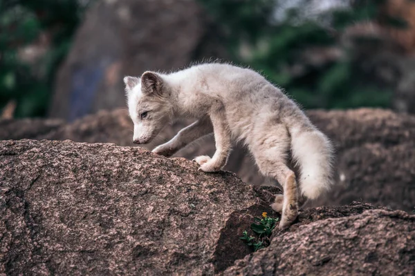 Красивое Дикое Животное Траве Arctic Fox Vulpes Opus Милый Портрет — стоковое фото